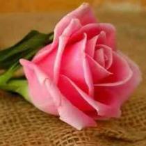 Dody Mosa