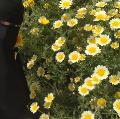 ابتهال الدسوقي