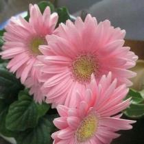 شذى الورد 🌷💐