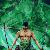 ZORO 2M
