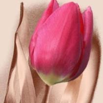 Tulip rose