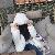 shahd mohamed