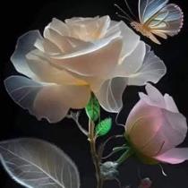 Nour Mohamed
