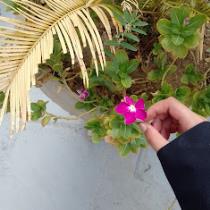 غدير عابد