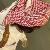 لا يوجد صوره