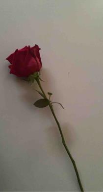 Raghad