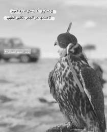 ياسر العنزي