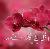 لا يوجد صوره