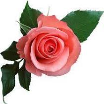 Rose Miel