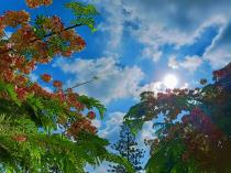 الكاتبة: بوسي محمد علي