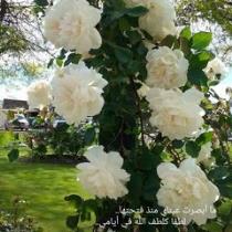 زهور دمشقية