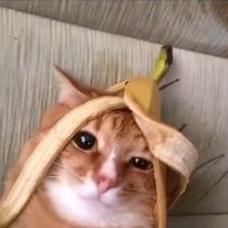 Kiiro ao