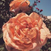 Romaissa Benhaddouche