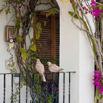 بَسملة أُسامَة