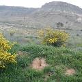 Youseff Koshli