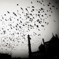 moaz basha