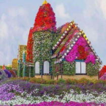 عمار عمار