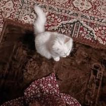 تامي الحسناوي