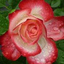 وردة الروزماري