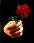لا يوجد صوره