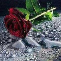 سلمى الحربي