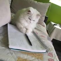 Anstazua Gamal Alkamal