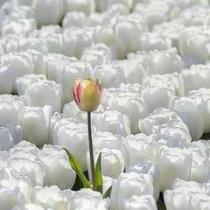 الورده البيضاء