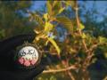 هاجر مصطفى إسماعيل