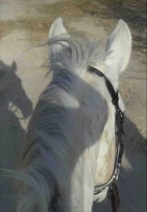 فتات الخيل