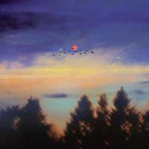 عائشة ابو نوير