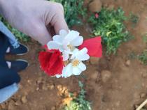 لمياء