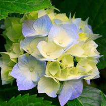 محمد ابراهيم عبدالمحسن