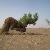 لا يوجد صوره