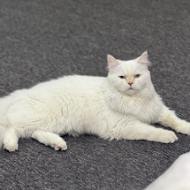 روان علاء حسين