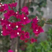 rahaf At
