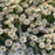 Yasmine Fahad