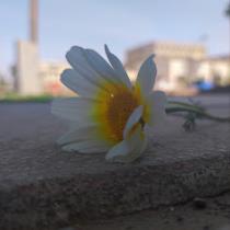 كافية بركات فارس