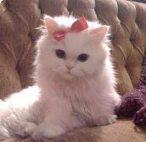 Mimi