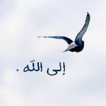 muhammed solyman
