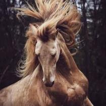 احمد الجهني