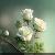 لا يوجد صوره
