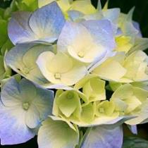 اميره مغربي