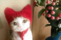 🍓Afnan