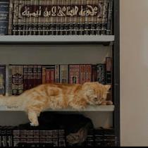 amer arab