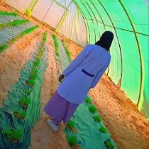 حفصه محجوبي