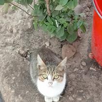 Mostafa Ashoor