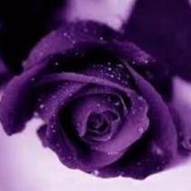 Flower Violet