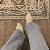 لا يوجد صوره