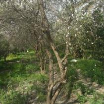 ابو الحسن العراقي