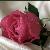 لا يوجد صوره